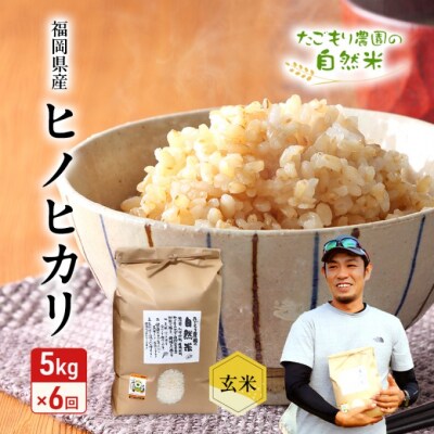 定期便 6ヶ月 米 たごもり農園の自然米 ヒノヒカリ 玄米 5kg お米[No5354-2136]