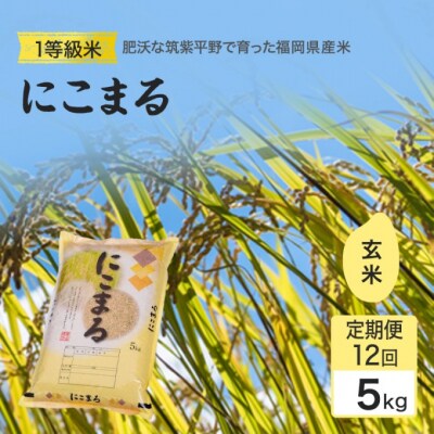 定期便12回 1等級米 にこまる 玄米(5kg×12回)[No5354-2377]