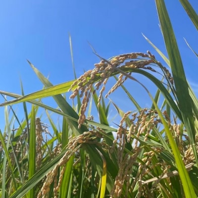 定期便3ヶ月 令和7年度産米 ひのひかり 5kg 筑後小郡産[No5354-2408]