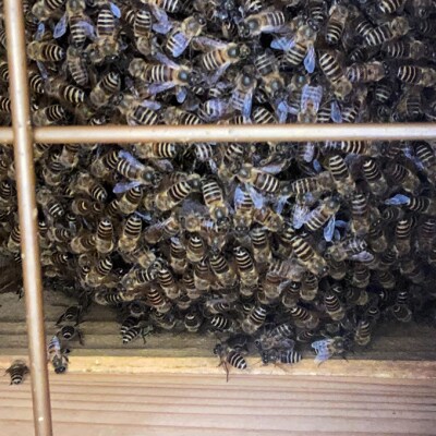 はちみつ 日本蜜蜂の百花蜜 フルーティーな味 340g×1本[No5354-2394]