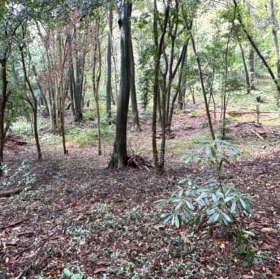 チケット 山林レンタルチケット 小郡市津古地区 1区画 1年間[No5354-2415]