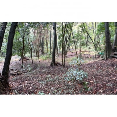 チケット 山林レンタルチケット 小郡市津古地区 1区画 3ヶ月[No5354-2430]