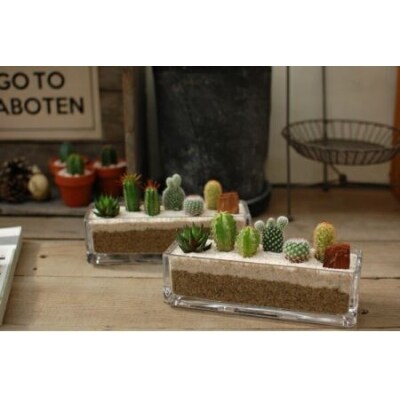 サボテン寄せ植え/ガラスレクト | ふるさと納税のお礼品