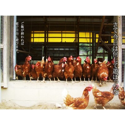 放し飼い!七山たまご 20個箱×3(合計60個) 大玉