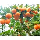 【1月発送開始】吉田みかん園の樹上完熟みかん5kg