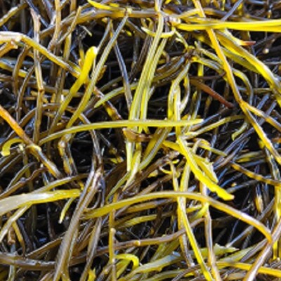 荒磯で育った天然の新芽ひじき(ボイル済)250g×4パック
