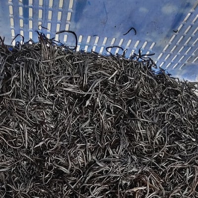 荒磯で育った天然の新芽ひじき(ボイル済)250g×4パック
