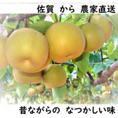 佐賀県唐津市産 特栽 今が食べごろ!旬の梨5kg 『先行受付』【2024年7月下旬からの発送】