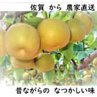 2025年夏　先行受付　人気品種のみ　特栽　今が食べごろ!旬の梨5kg　佐賀県唐津市産