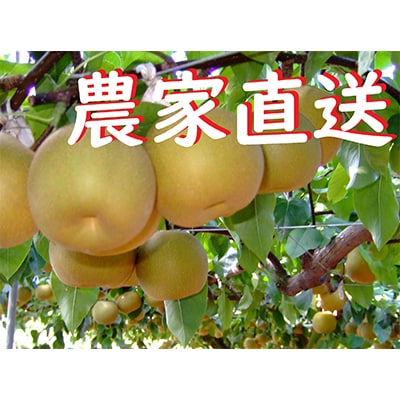 佐賀県産 特栽 今が食べごろ!旬の梨5kg