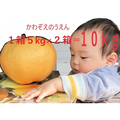 先行受付　2025年秋　人気品種のみ　特栽　今が食べごろ旬の梨10キロ　農家直送　佐賀県唐津市産