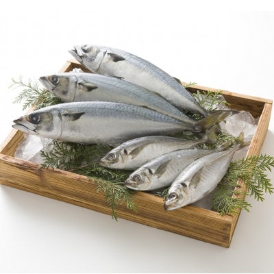 ＜唐津・昭徳＞目利きが選んだごちそう旬魚[17]