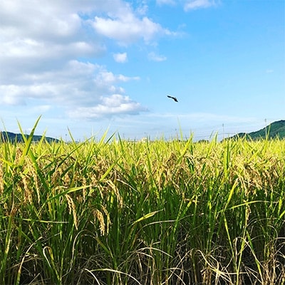 佐賀県唐津産　玄米5kg ひのひかり