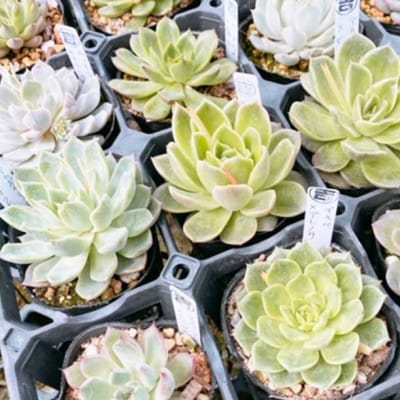 多肉植物よしはらがーでんオリジナル交配種　12ポットセット