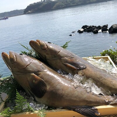 【産地直送】玄界灘で獲れた「あら」の鍋セット(さしみ付)