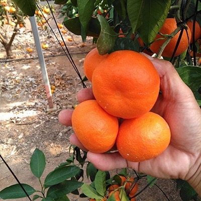 唐津産 　山下紅みかん(ハウス栽培)5kg