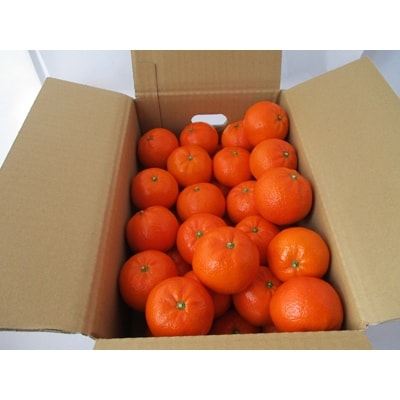 唐津産　マーコット　ハウス栽培　5kg