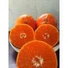 唐津産　麗紅(れいこう)ハウス栽培　2.5kg 【令和8年1月下旬～発送】