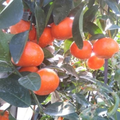 唐津産　マーコット　ハウス栽培　2.5kg