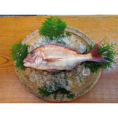 玄海灘産天然鯛茶漬け12個入り　irodoriiからつ 四季の返礼品