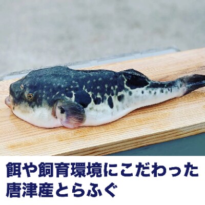 唐津 完全養殖 とらふぐ唐揚げセット(500g×1個/お米2合付)
