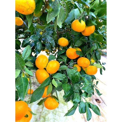 【産直SORA】唐津産みかん　2.8kg(M～Lサイズ混合)