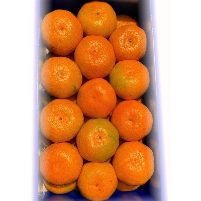【産直SORA】唐津産みかん　2.8kg(M～Lサイズ混合)