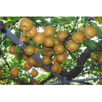二代目川添果樹園の旬な豊水梨　約3kg