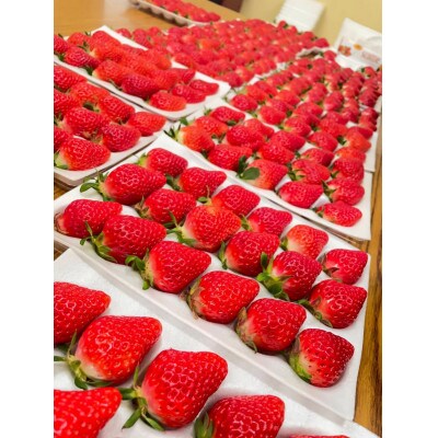 苺(さがほのか) 1箱(800g以上)×2パック