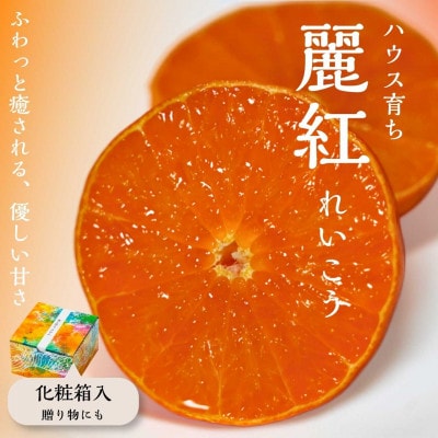 【先行予約|2027年2月頃発送】農園直送・ハウス育ちの麗紅(れいこう) 海と空と、みかん