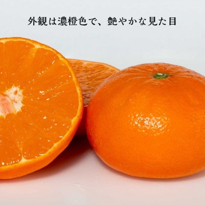 【先行予約|2027年2月頃発送】農園直送・ハウス育ちの麗紅(れいこう) 海と空と、みかん