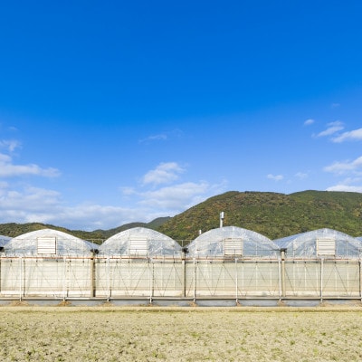 【2025年6・7月発送】ハウスみかん夏織(2.5kg)～海と空と、みかん～