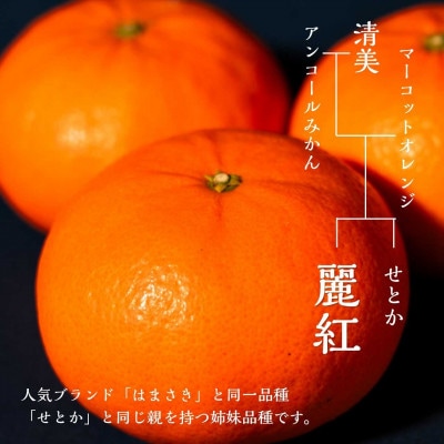 【先行予約・2027年2月頃発送】農園直送ハウス育ちの麗紅(れいこう) 海と空と、みかん 2.5kg