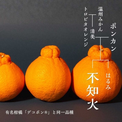 【2027年3月より順次発送】ハウス育ち不知火(約2kg) ～海と空と、みかん～