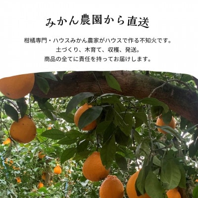 【2027年3月より順次発送】ハウス育ち不知火(約3.3kg) ～海と空と、みかん～