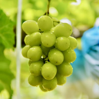 【濃厚芳醇】シャインマスカット 1kg 佐賀県唐津産　2025年9月より順次発送/先行受付