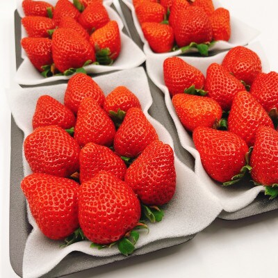 【濃厚苺”さちのか”】1.5kg ビタミンC豊富な苺!《2025年1月-5月順次発送》