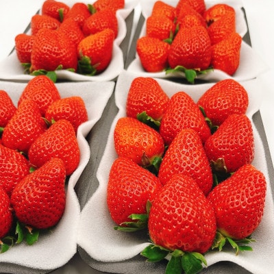 【濃厚苺”さちのか”】1.5kg ビタミンC豊富な苺!《2025年1月-5月順次発送》