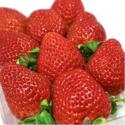 【農家直送】佐賀県唐津産「品種:さちのか」2.0kg 2023年4月より順次発送