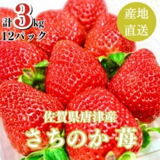 【濃厚苺 さちのか】3kg 山の斜面で日光を浴びたビタミンC豊富な苺!2024年3月より順次発送