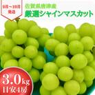 【濃厚芳醇】シャインマスカット 3kg 佐賀県唐津産　2025年9月より順次発送/先行受付