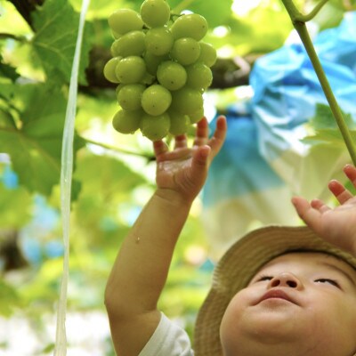 【濃厚芳醇】シャインマスカット 3kg 佐賀県唐津産　2025年9月より順次発送/先行受付