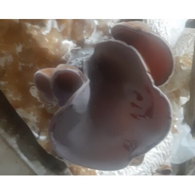 生きくらげ(100g×8パック)