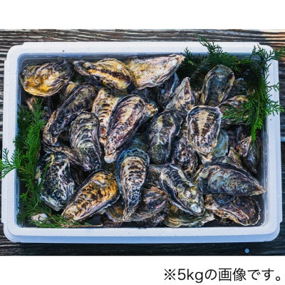 佐賀県 唐津産 殻付きいろは牡蠣 4kg【2024年12月中旬より順次発送】