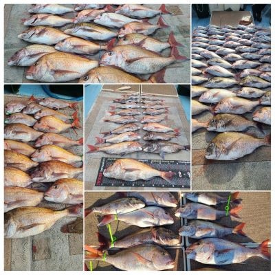 【鯛釣り】「天童丸」で呼子港から玄海灘(唐津の離島付近)へ　鯛釣り船1日乗船券(1名様)