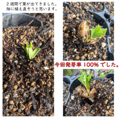 唐津花生ローストピーナッツ 薄皮付5袋 唐津産 自家焙煎
