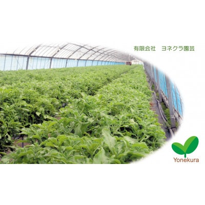 唐津産アイスプラント　12パック