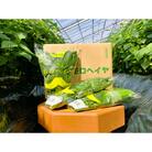 佐賀県産ハウスモロヘイヤ　1kg(100g×10袋)