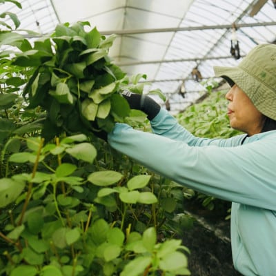 佐賀県産ハウスモロヘイヤ　1kg(100g×10袋)