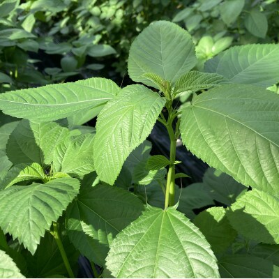 佐賀県産　冬穫れハウスモロヘイヤ　1kg(100g×10袋)